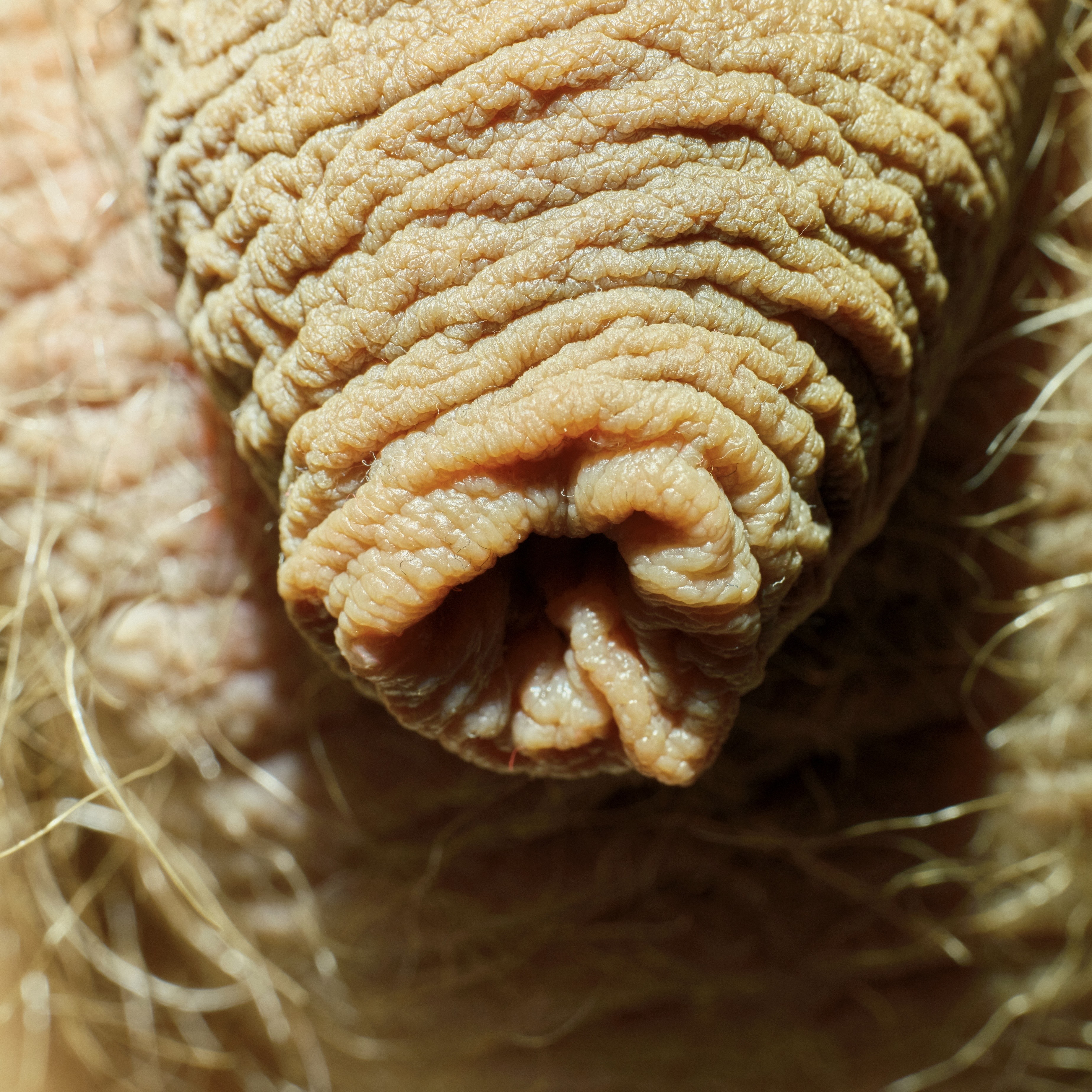 playing with my foreskin — 8